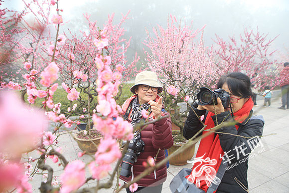 早樱报春引客来 3月南山花成海