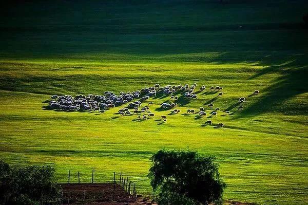 7月走进坝上、走进草原、走进盛夏的乌兰布统!