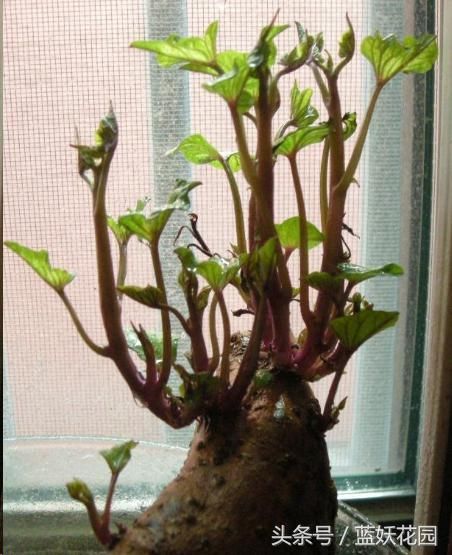 必花钱买绿植?一个玉米棒子一个大蒜,放水里就