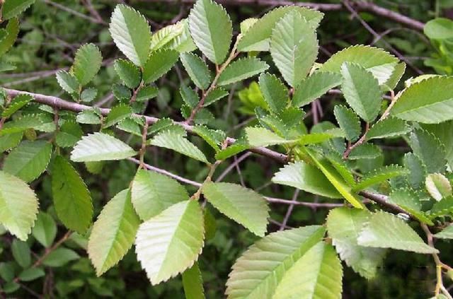 阳春三月又快到了吃槐花的季节 可你还记得小时候吃过的榆钱吗