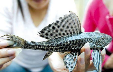 巴西丑鱼清道夫入侵中国泛滥成灾,人们束手无