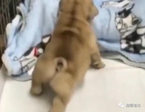 小奶狗照顾自己的生活头头是道,吃完饭就乖乖