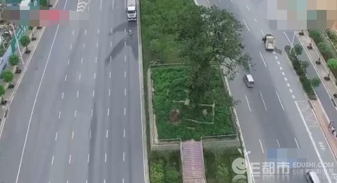 古树霸占5个车道\/古树屹立路中间被称最牛钉子树