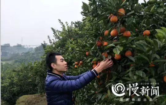 今年春节柑橘好不好卖，该不该种柑橘？答案一目了然！|一周农讯