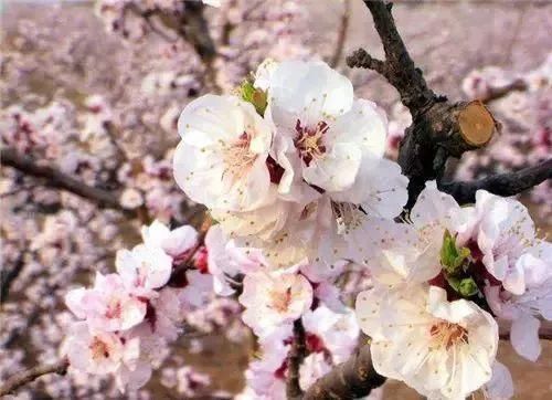 会议表决通过了关于2017年国民经济和社会发