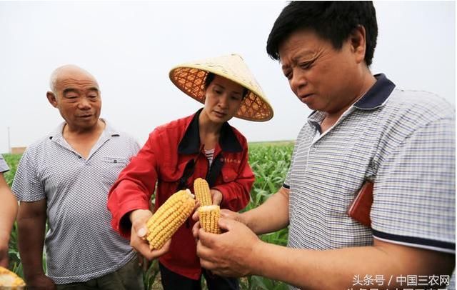 在农村 从事这几种职业的人最让农民尊敬！