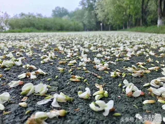 今春洪泽湖古堰景区的蔷薇、槐花约好了似的，一夜间都绽放了！