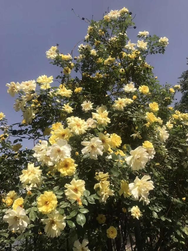 北京植物园，繁花似锦，知名的，不知名的，都招人爱