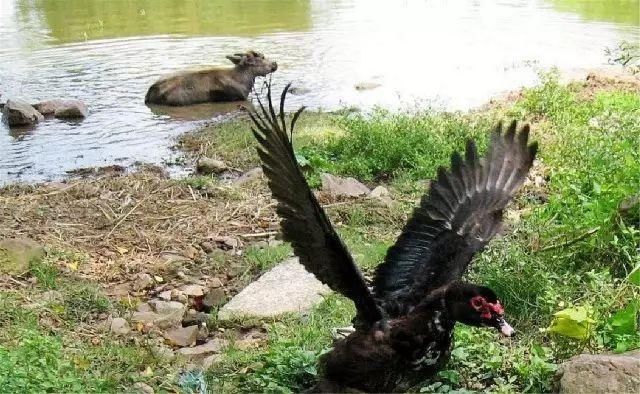 推荐!广西霞山村,岭南深藏不露的惊艳…