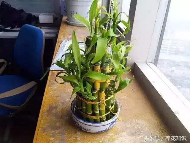 栀子花、富贵竹，为什么你养着养着就黄了