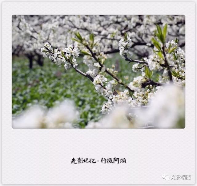 亲，你见过脆李花吗？