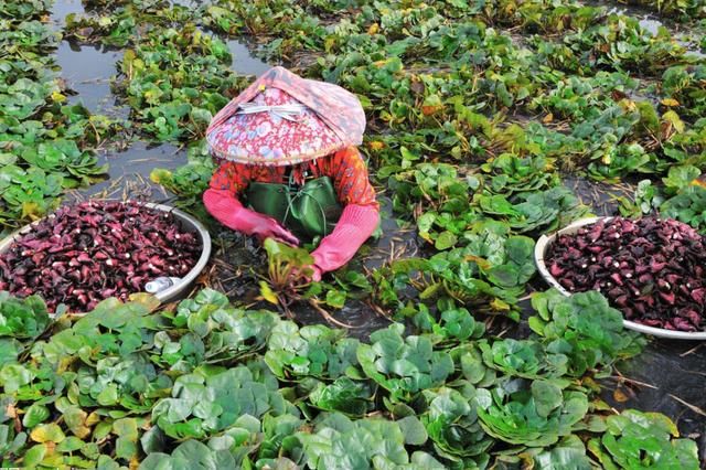 中国这种高价昂贵的食物,在美国却被当垃圾清理,真是长错地方了