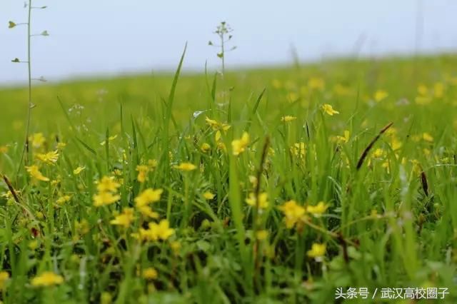 武汉30个春游免费景点大集合!踏青、骑行、拍照来这里就对了!