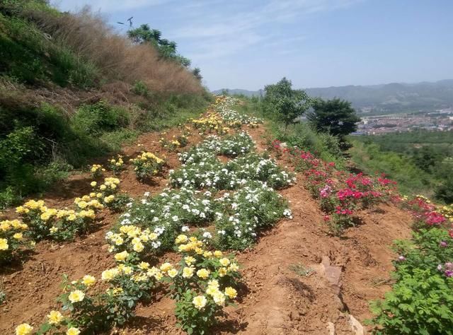 邯郸涉县东山上住着一位“狐仙”，有花为证！