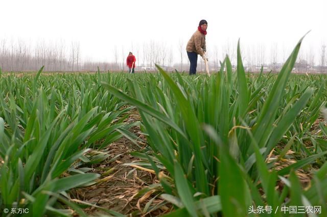 未来10年农民还种地吗？