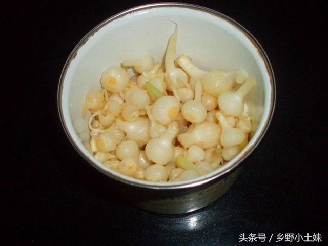 这种野菜味道鲜美,比大蒜药用价值还高,现在正是采挖的好季节