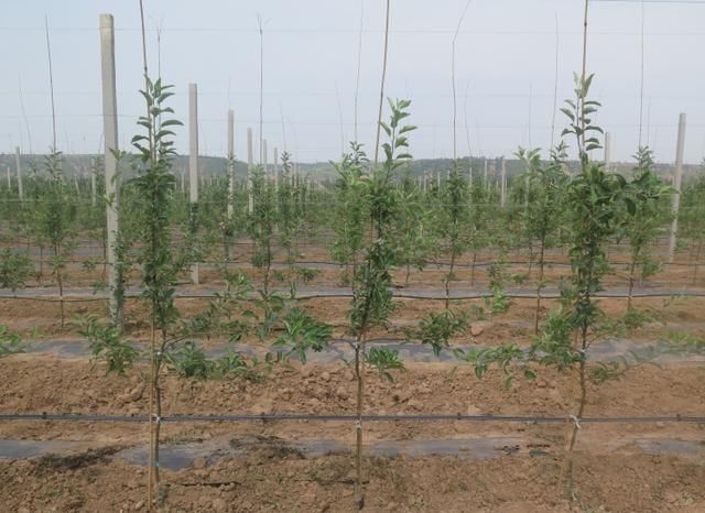 苹果树栽培技术｜新建果园六管理
