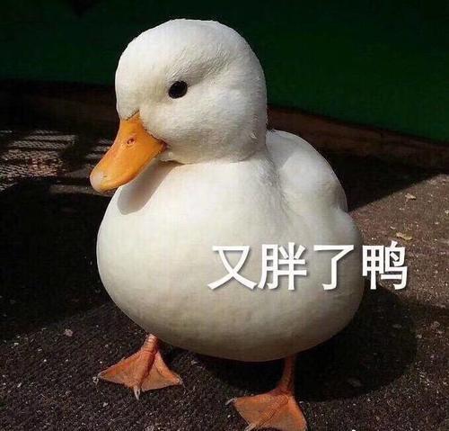 一头牛一只鸭子猜一个成语_一个人一只鸟成语猜图(3)