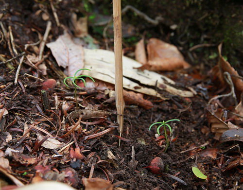 珍稀植物百山祖冷杉野生幼苗再获新生