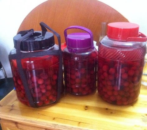 杨梅酒的做法:杨梅酒的制作方法,杨梅酒功效作用