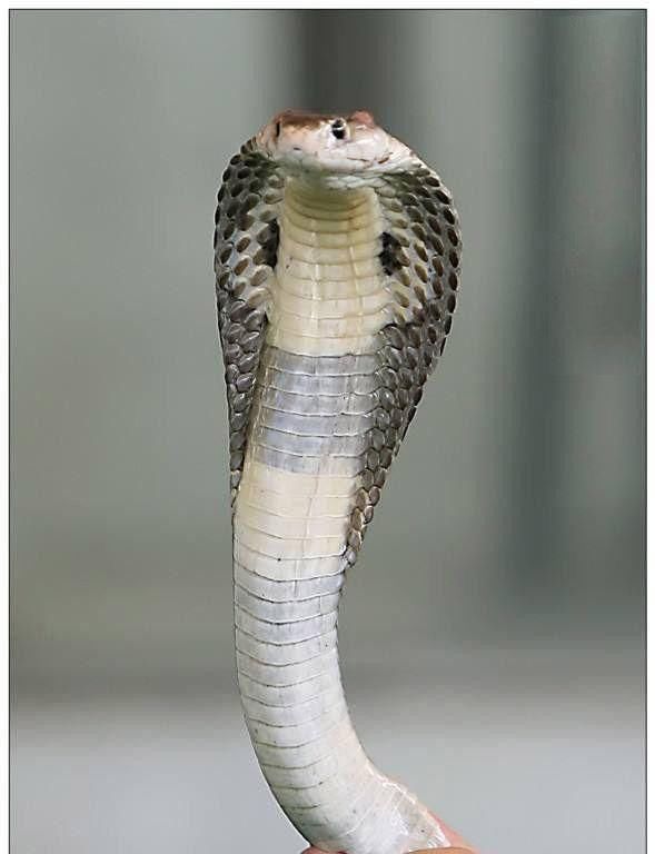 泰国金刚王眼镜蛇:只吃同类或眼镜蛇,毒液能喷