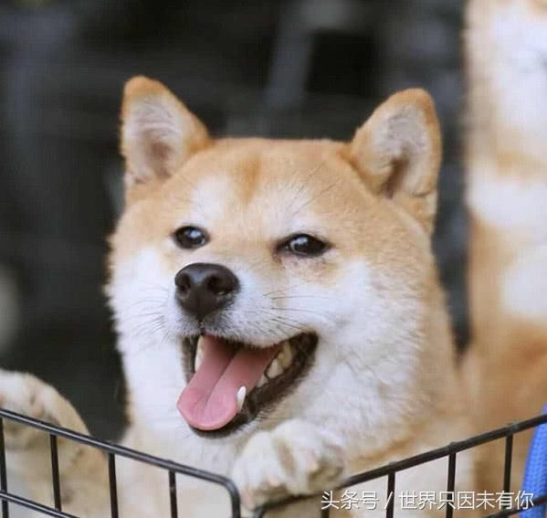 《向往的生活》何炅宠上天的柴犬小H,最近却失