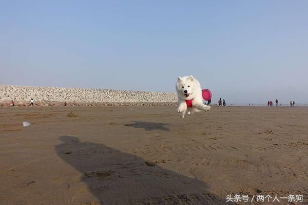 福州小伙子春节带萨摩耶去海边看海，晚上回家看照片下巴差点掉了