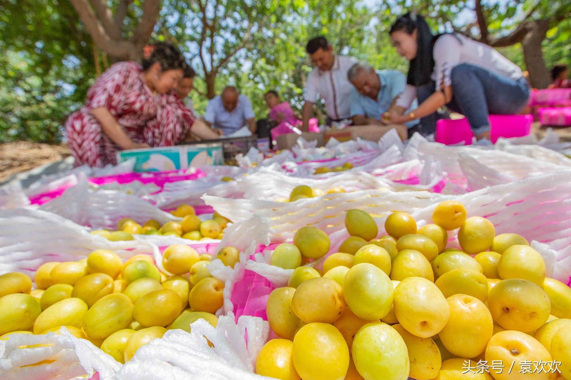 新疆库车小白杏迎来丰收 1颗重25克 含糖量为