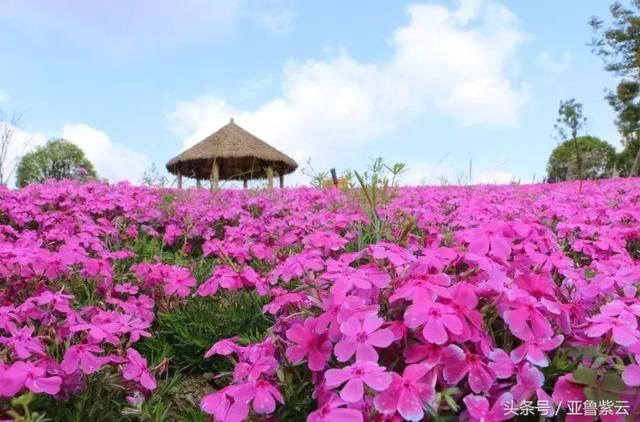 诗和远方在哪里|安顺好山好水告诉你