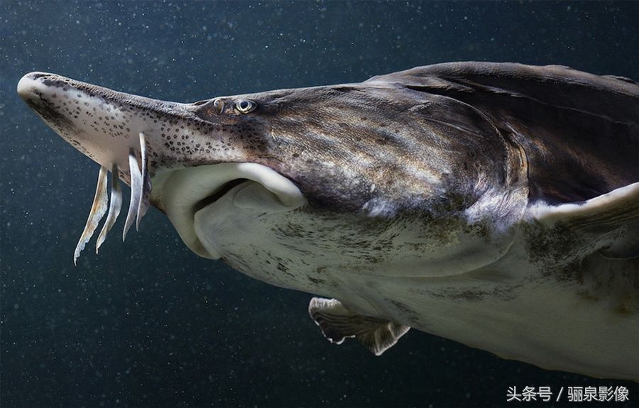 Tim Flach:唤起怜悯之心 充满人性的动物肖像