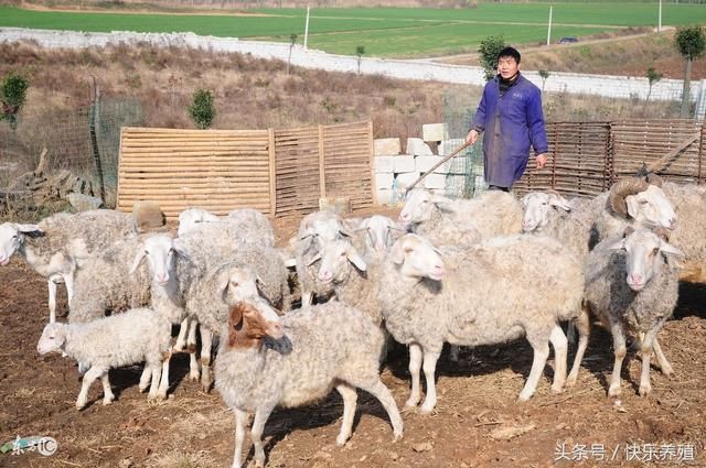 外地购羊死亡率高,养羊户应怎样解决?