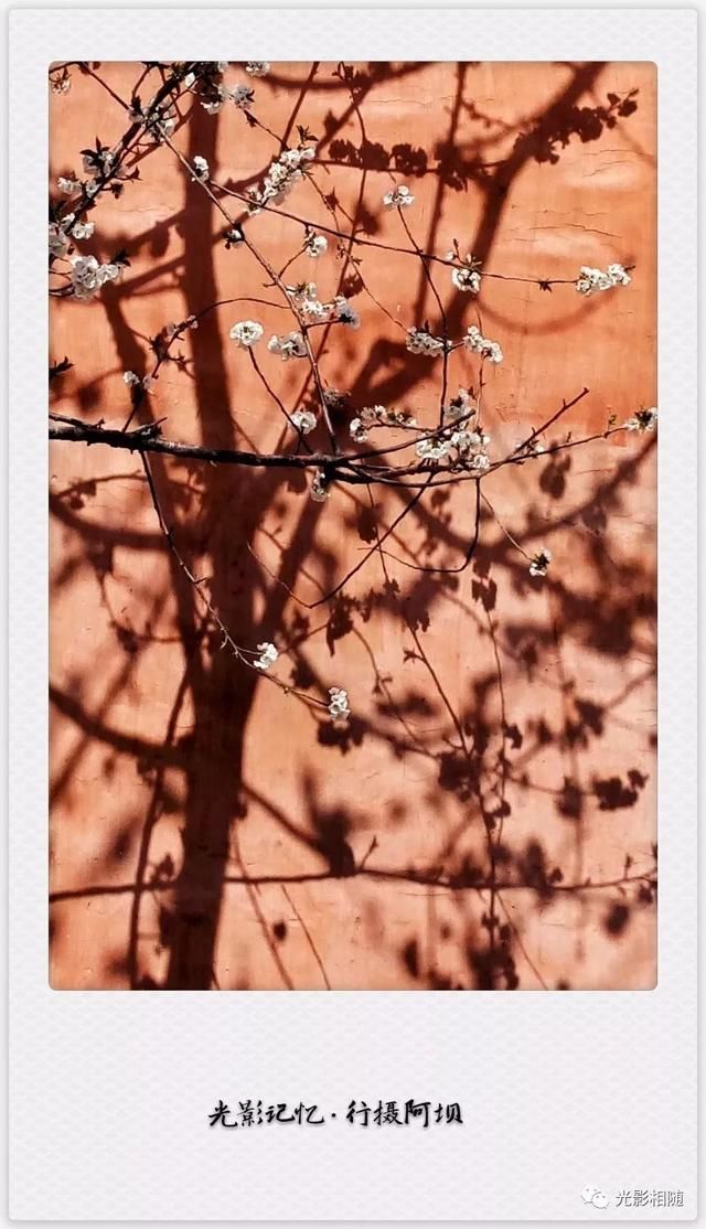 亲，你见过脆李花吗？