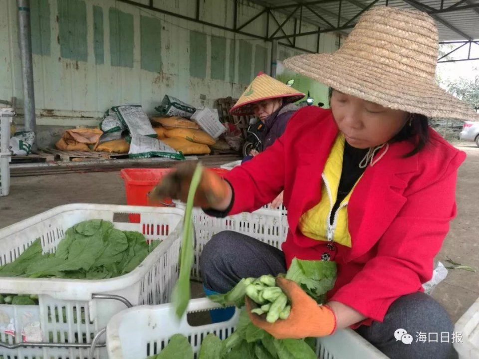 便民 | 在海南过年，这些青菜2元!要去哪里买最便宜!看这里......