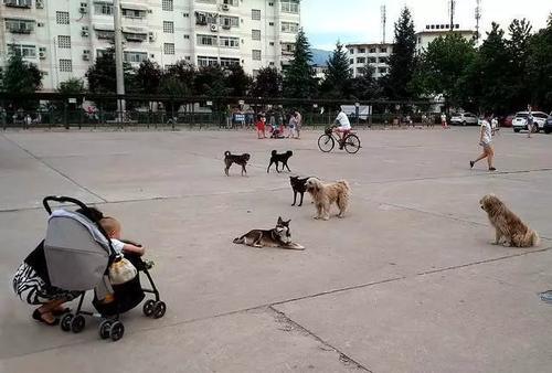 国家关于小区养狗规定
