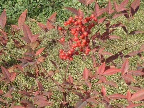 有毒植物被当绿化树,误食会造成身体伤害,但解