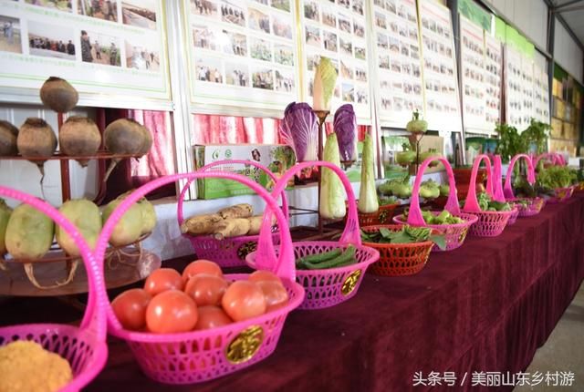 莱芜市高庄街道，缺吃少喝炼芹菜，“明利”蔬菜惹人爱