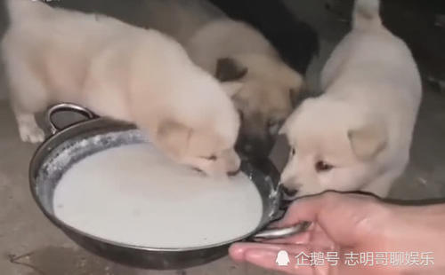 中华田园犬好养不好养