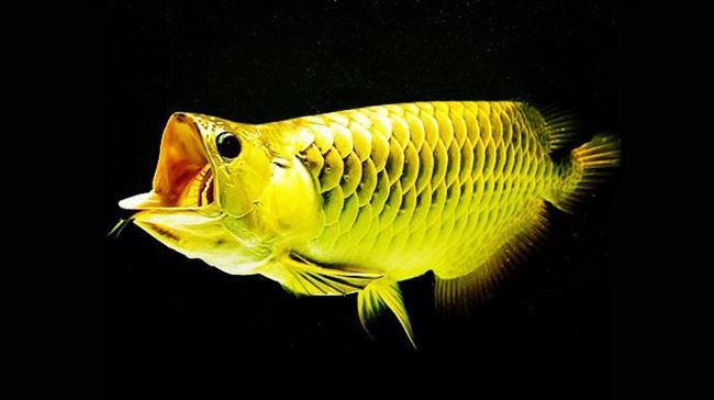 如果是灯光的位置不对 水族资讯 南昌水族馆第2张 如果是灯光的位置不对 水族资讯 南昌水族馆第2张