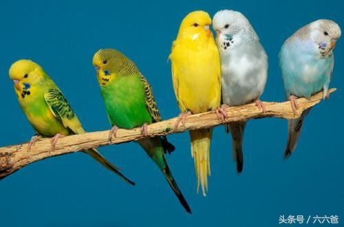 养了好几对虎皮鹦鹉照顾的很好就是不下蛋,买