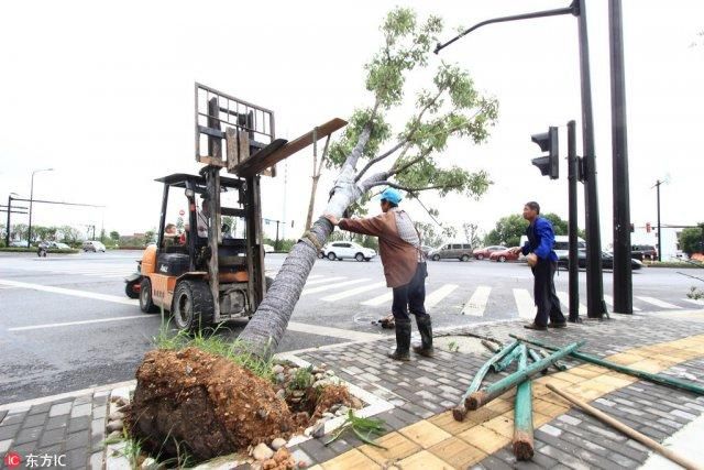 狂风暴雨冰雹突袭浙江绍兴 一路口近 20 棵大树被连根拔起