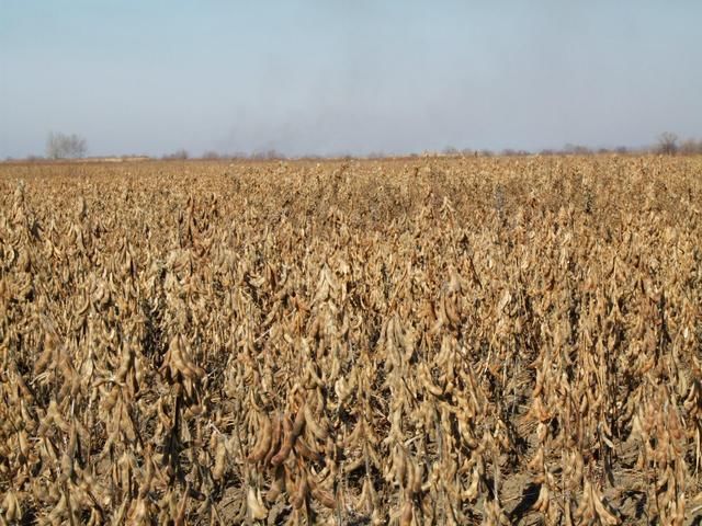 如果进口美国大豆加征25%关税 将给中美双方带来怎样的影响？