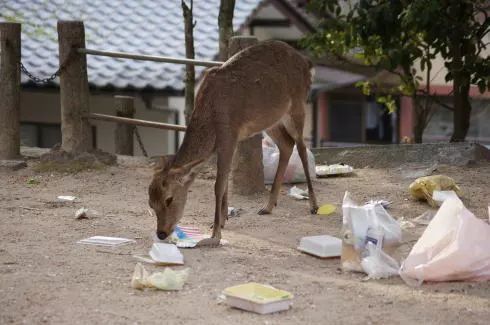 日本奈良一只小鹿死亡！ 肚子里发现3.2kg游客不该喂的东西！