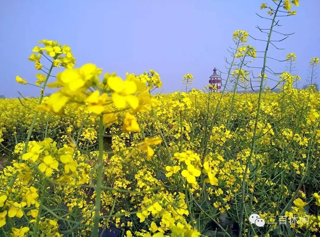 在那油菜花盛开的地方