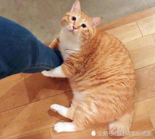 什么宠物猫智商高 t018ad6eb7453783ec4.jpg