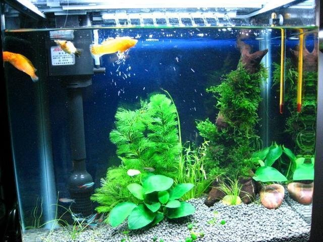 鱼缸硝化菌怎么培养,有没有现成的?