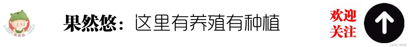 2018.5.13生猪价格 压栏养殖户难了，牛猪价将再次下跌