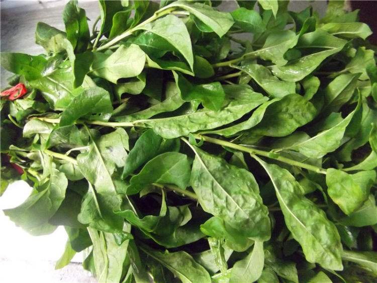 枸杞叶有那些功效和禁忌,大家知道吗?