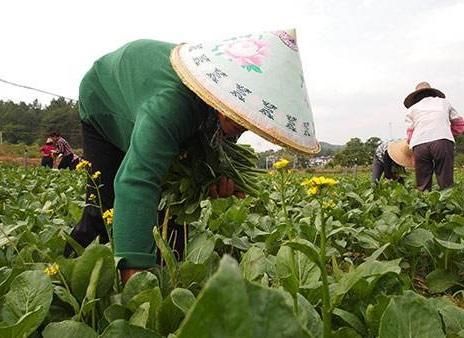 小偷偷了农民种的蔬菜，却因打了农药而中毒，农民该承担责任吗？