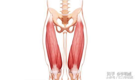 膝痛案例分析:一次康复从严重跛行到走路正常