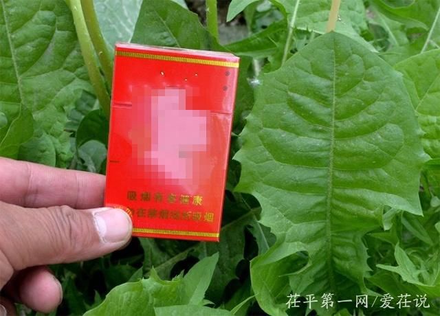 聊城千年古村发现巨型蒲公英，叶片肥厚大如烟盒，单棵重大一斤